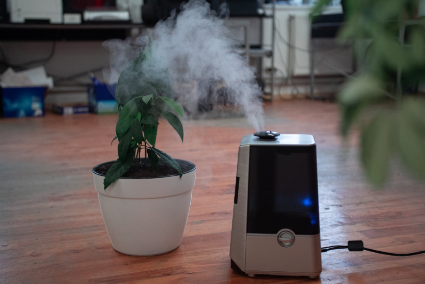 plant and air purifier at home