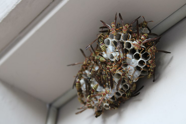 wasp nest