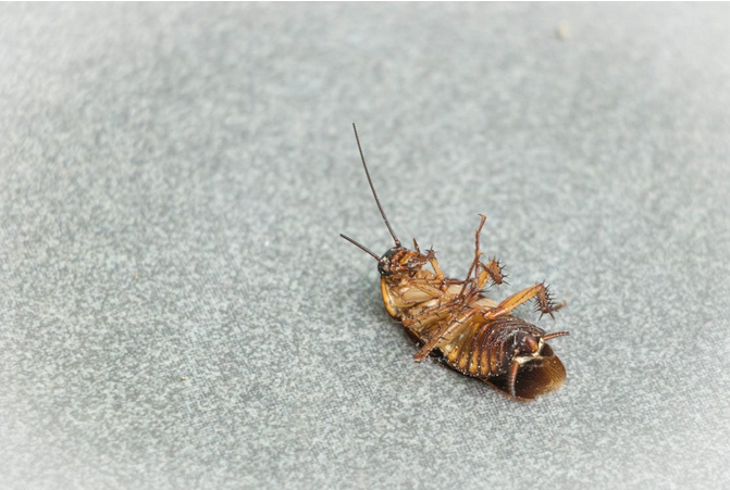 roach